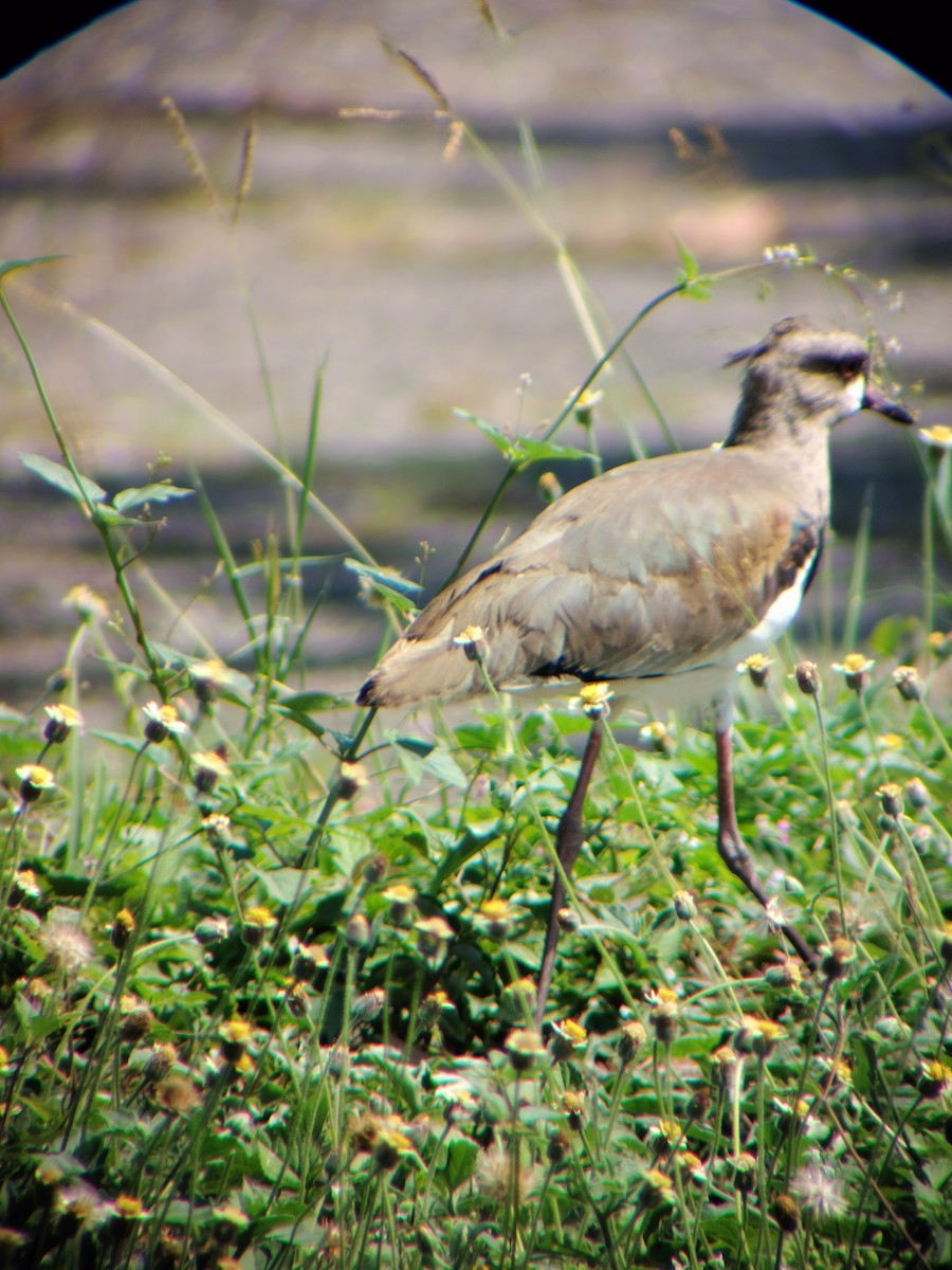 Southern Lapwing - ML645545116