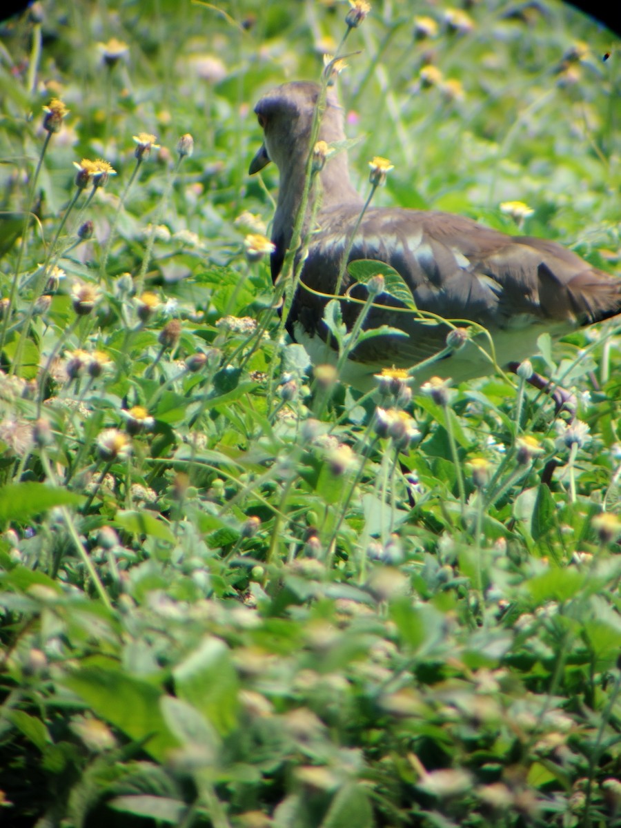 Southern Lapwing - ML645545117