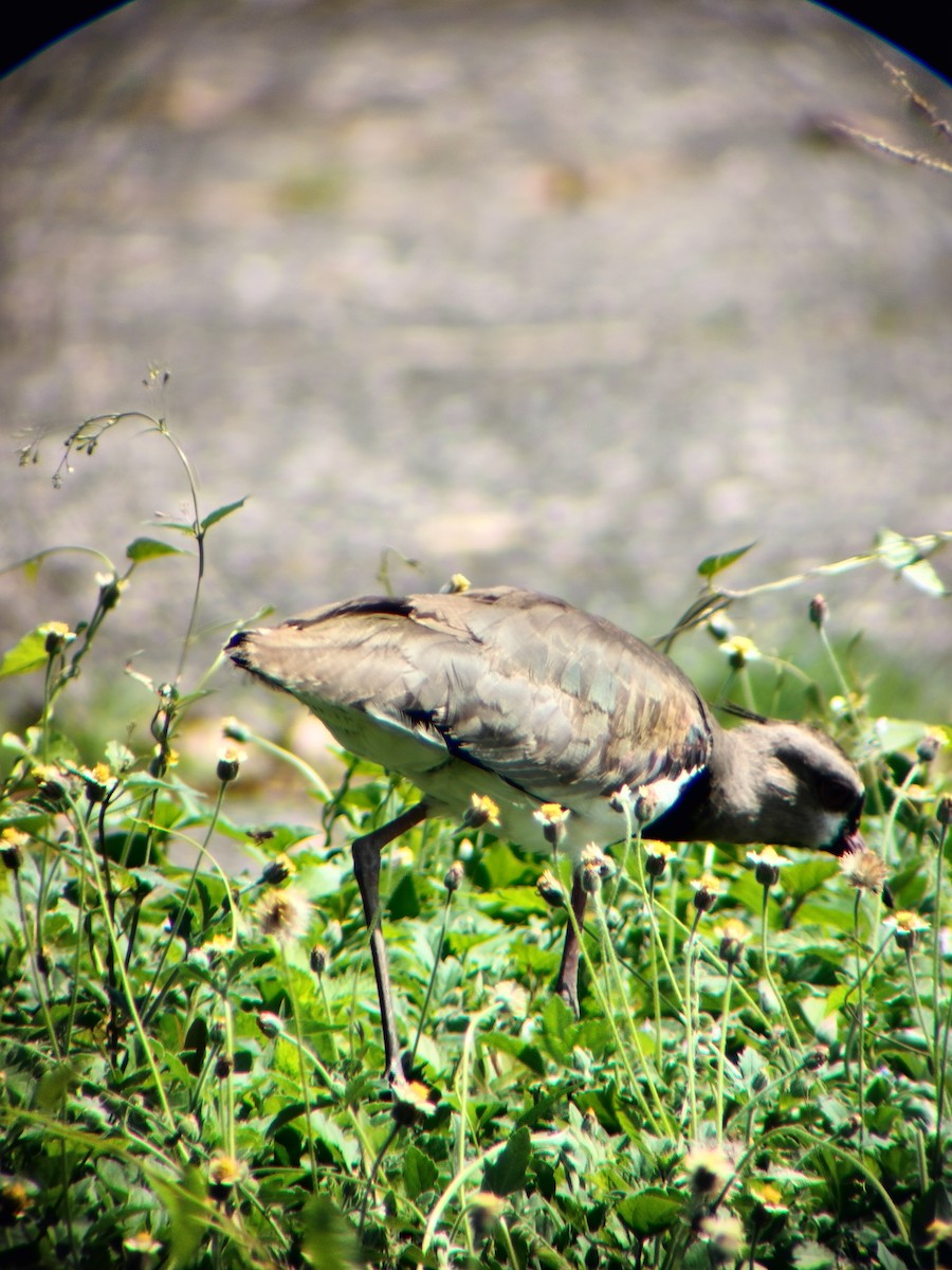 Southern Lapwing - ML645545120
