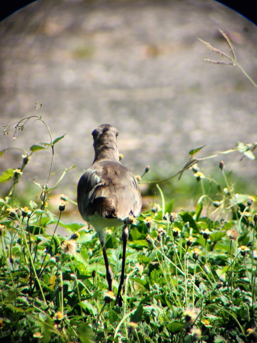 Southern Lapwing - ML645545121