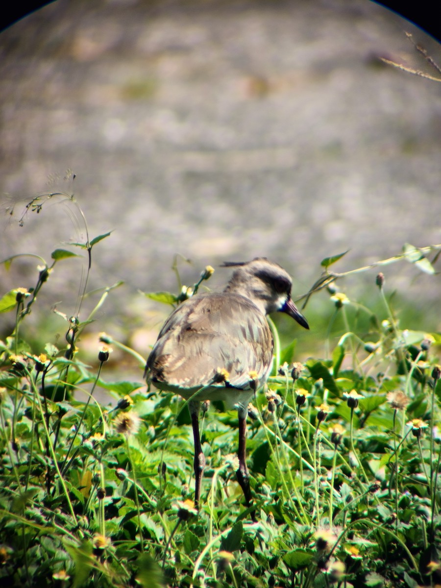 Southern Lapwing - ML645545122