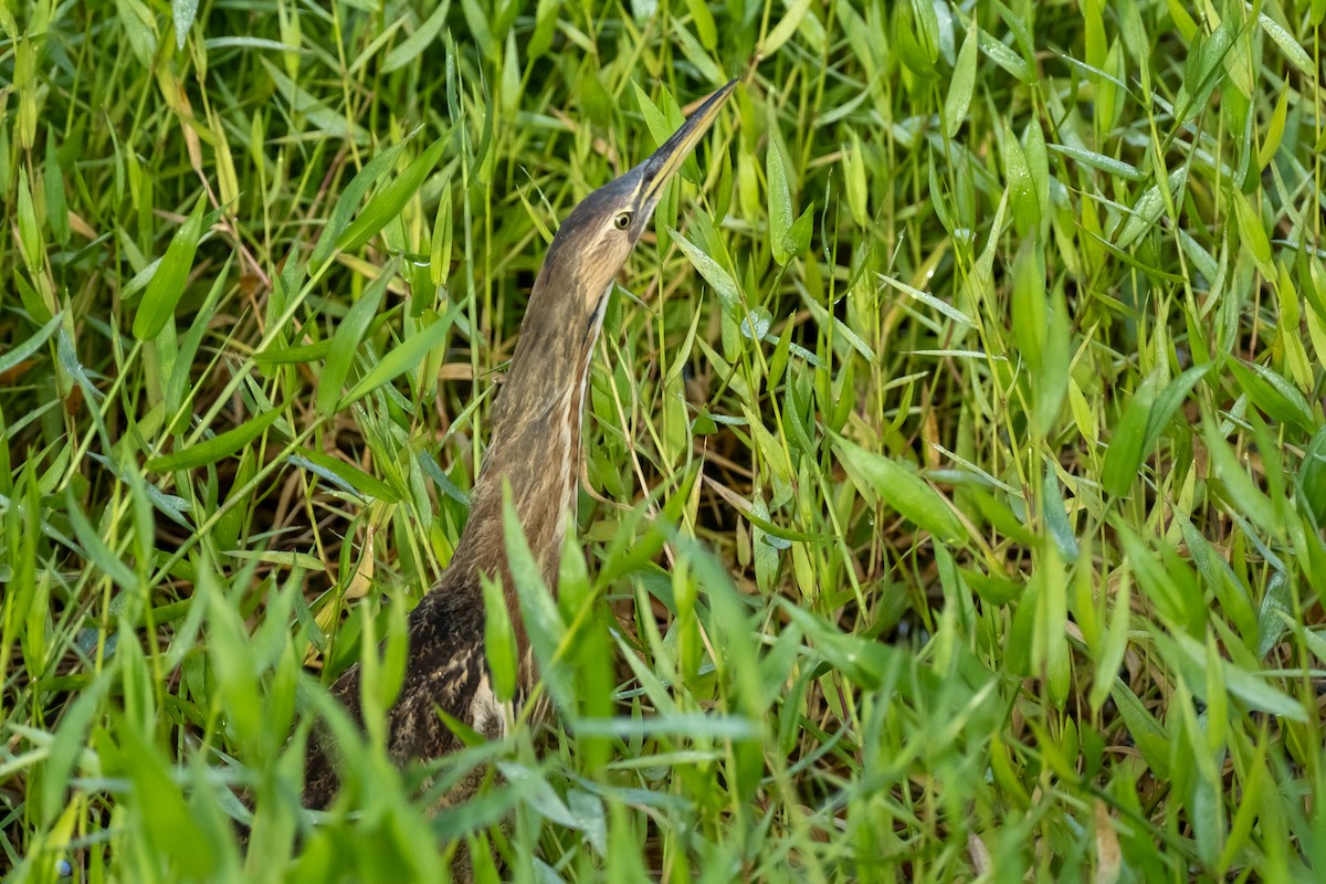 Бугай американський - ML645545125