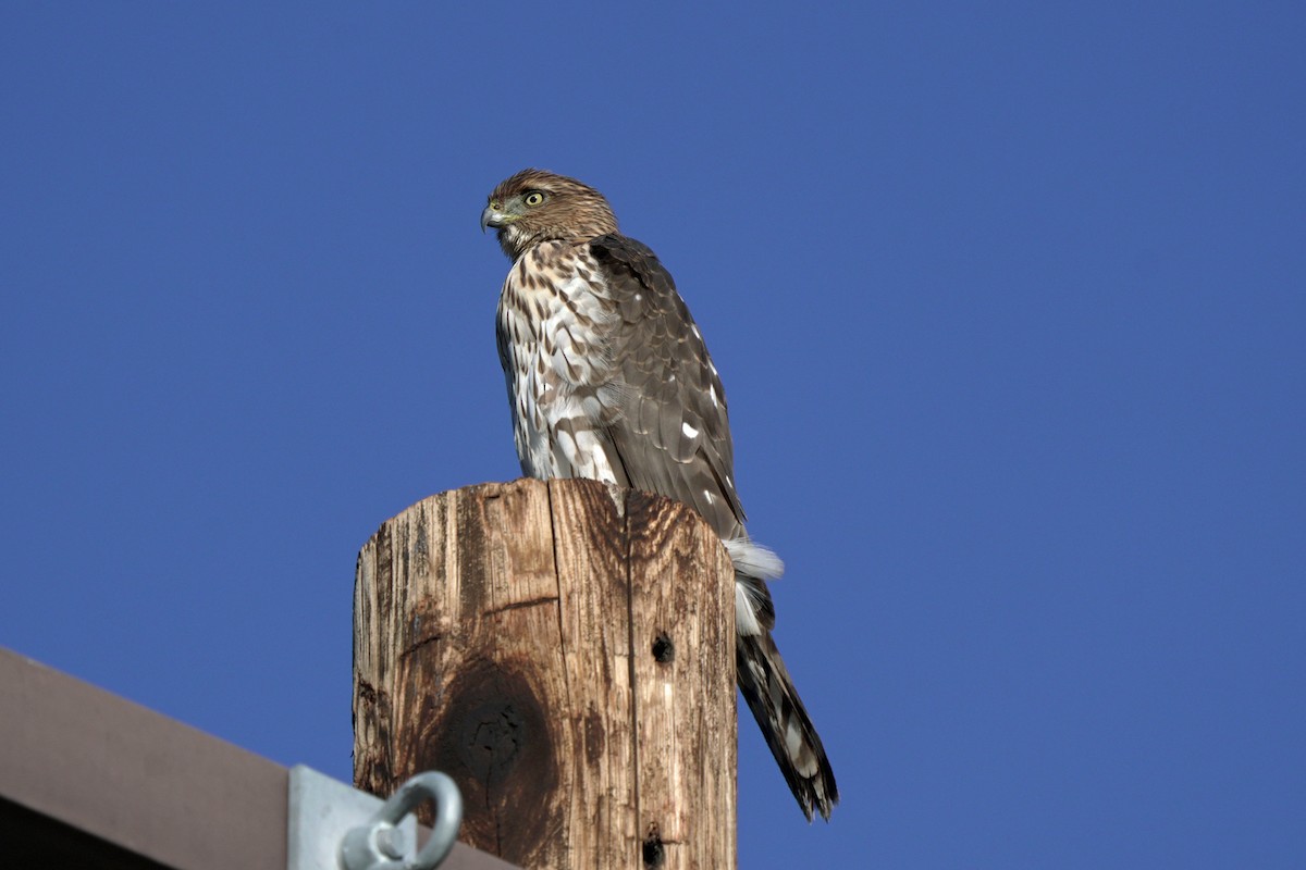 Cooper's Hawk - ML645545143