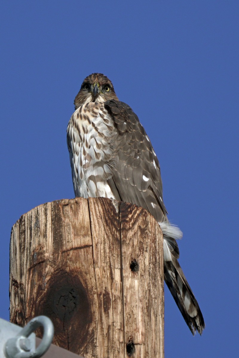 Cooper's Hawk - ML645545144