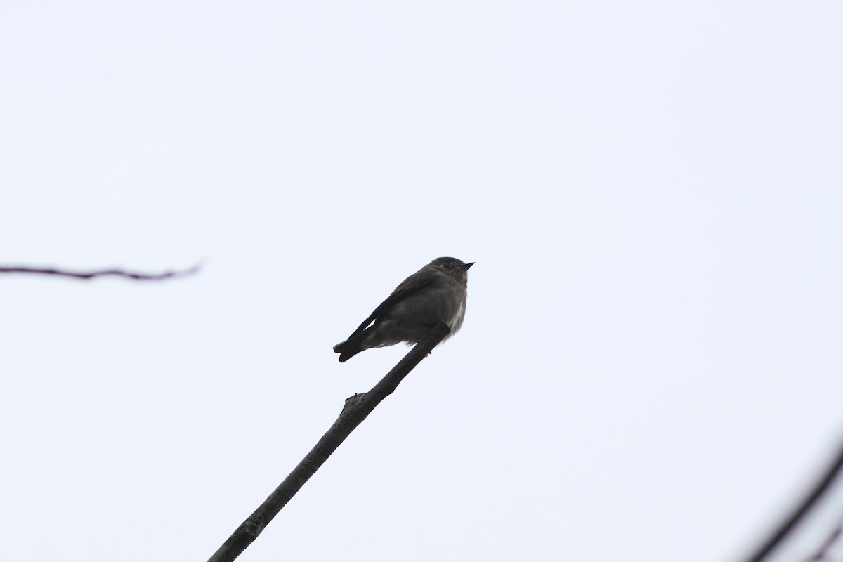Dark-sided Flycatcher - ML645545145