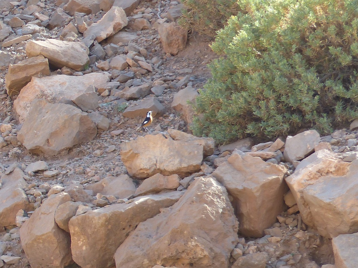 Moussier's Redstart - ML645545148