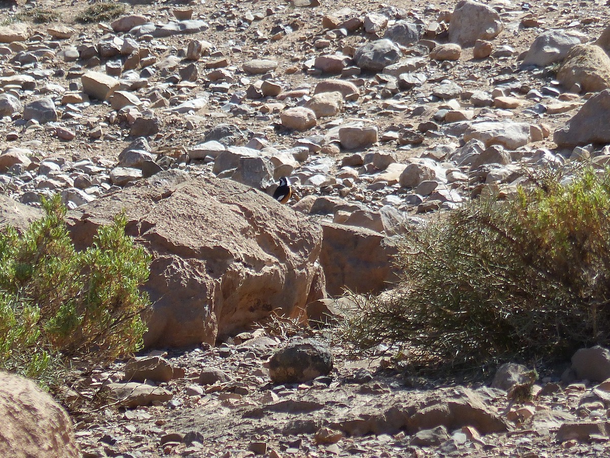 Moussier's Redstart - ML645545149