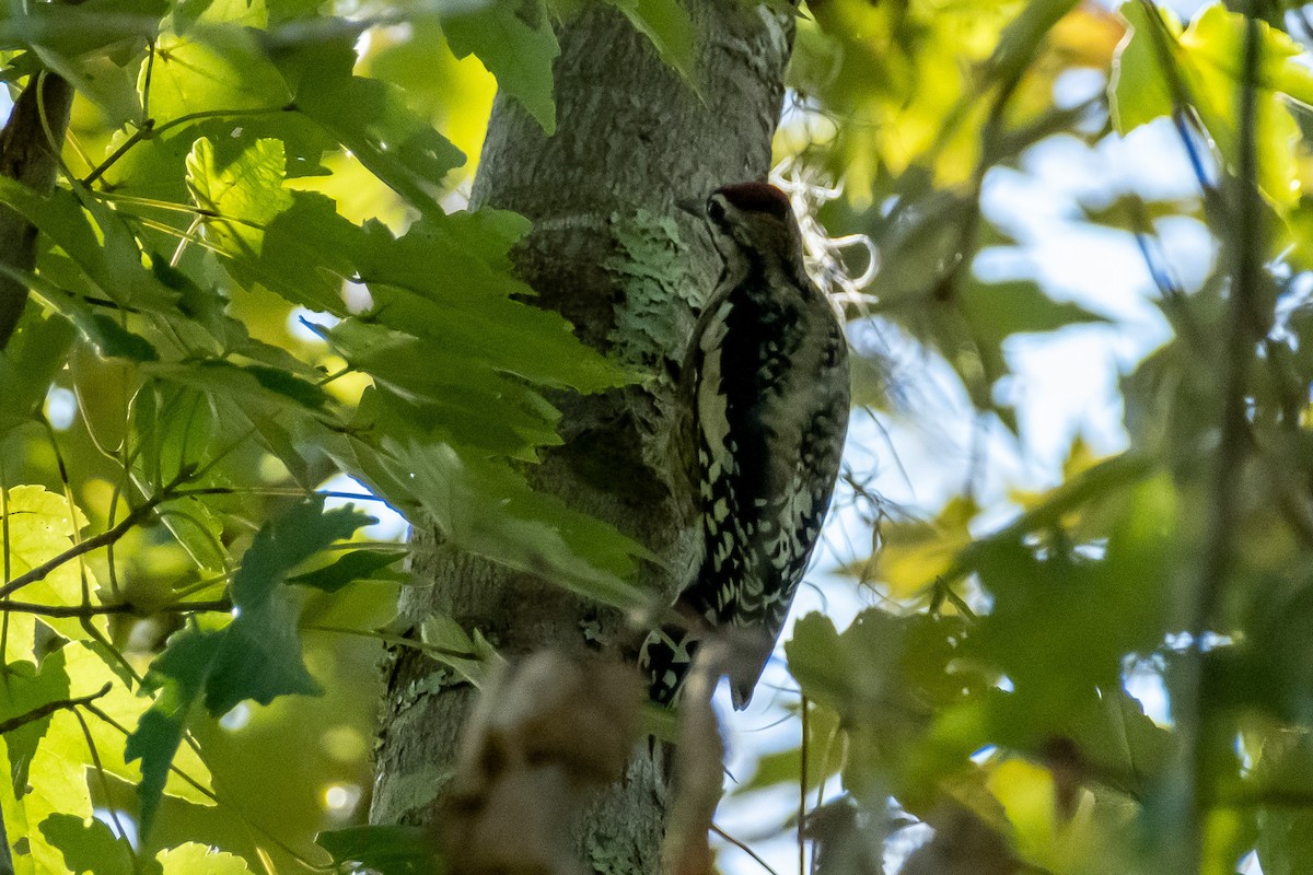 Yellow-bellied Sapsucker - ML645545150