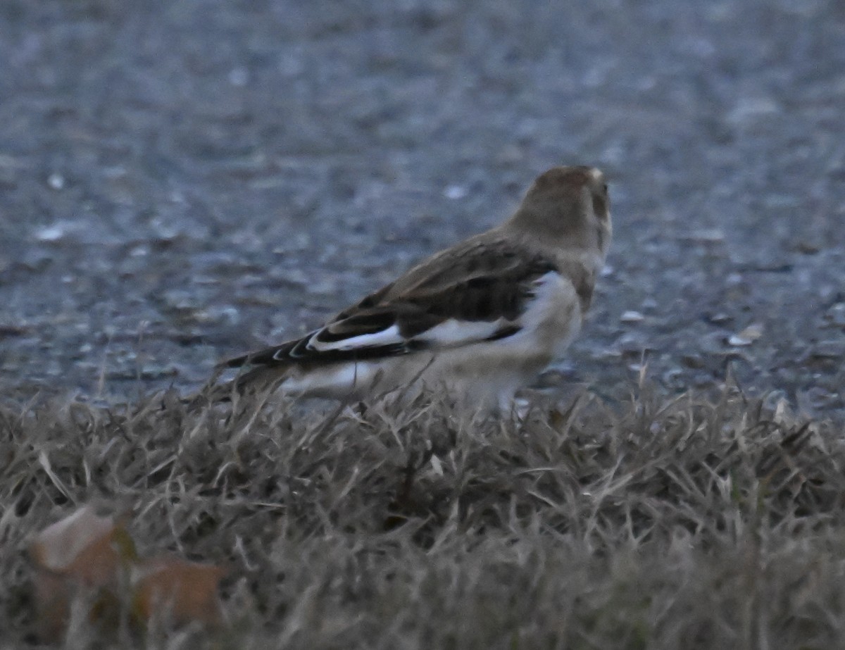 Snow Bunting - ML645545151