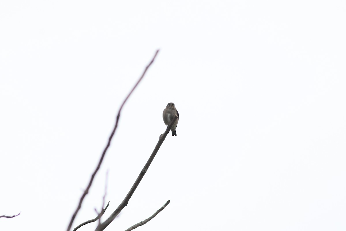 Dark-sided Flycatcher - ML645545152