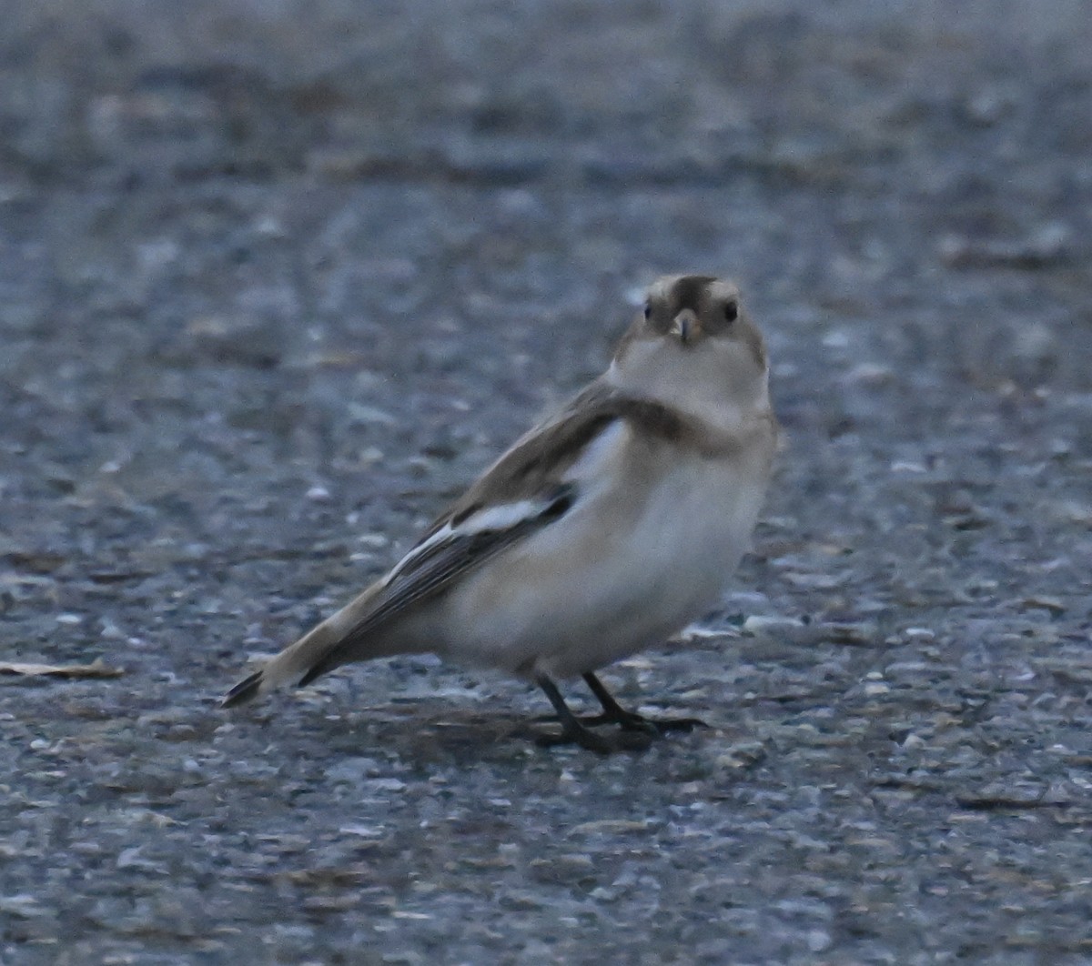 Snow Bunting - ML645545153