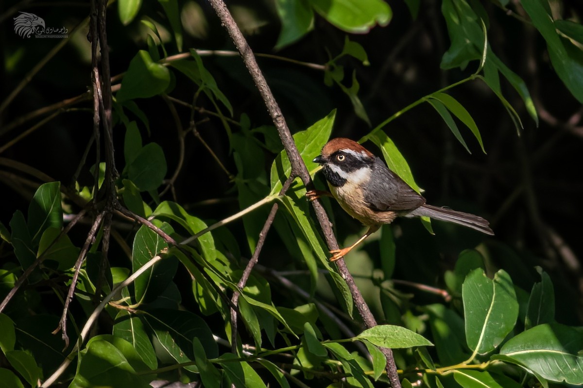 Black-throated Tit (Red-headed) - ML645545155
