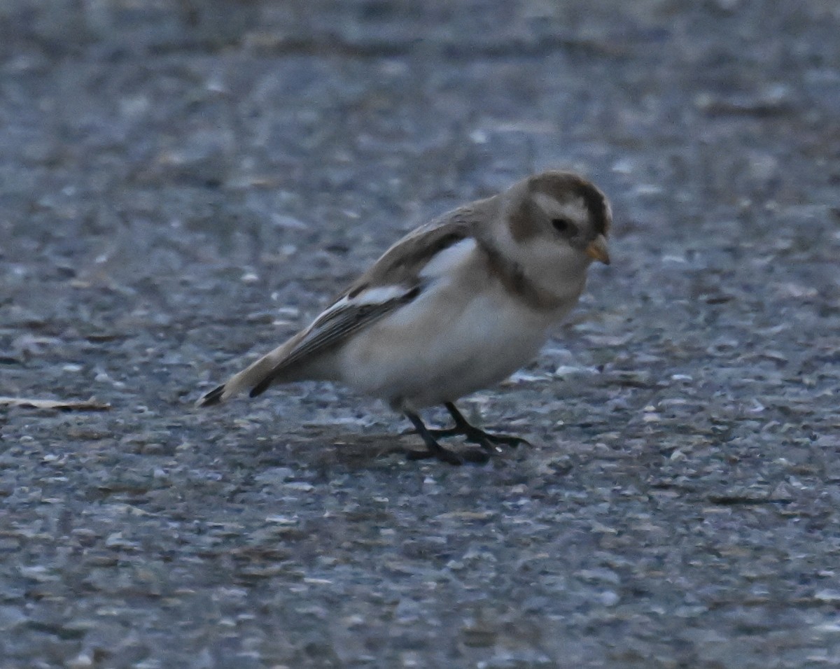 Snow Bunting - ML645545158