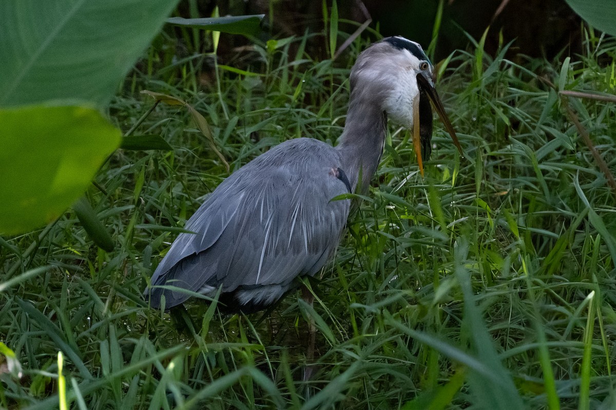 Great Blue Heron - ML645545159