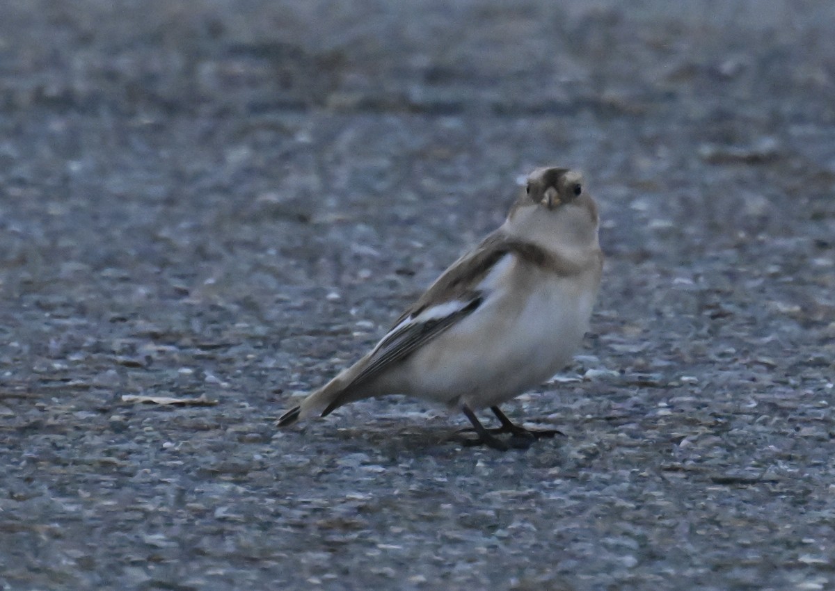 Snow Bunting - ML645545160