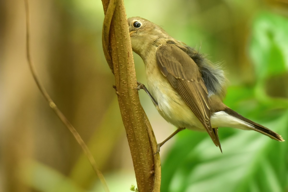 Taiga Flycatcher - ML645545161