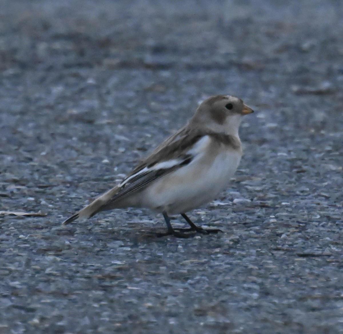 Snow Bunting - ML645545162