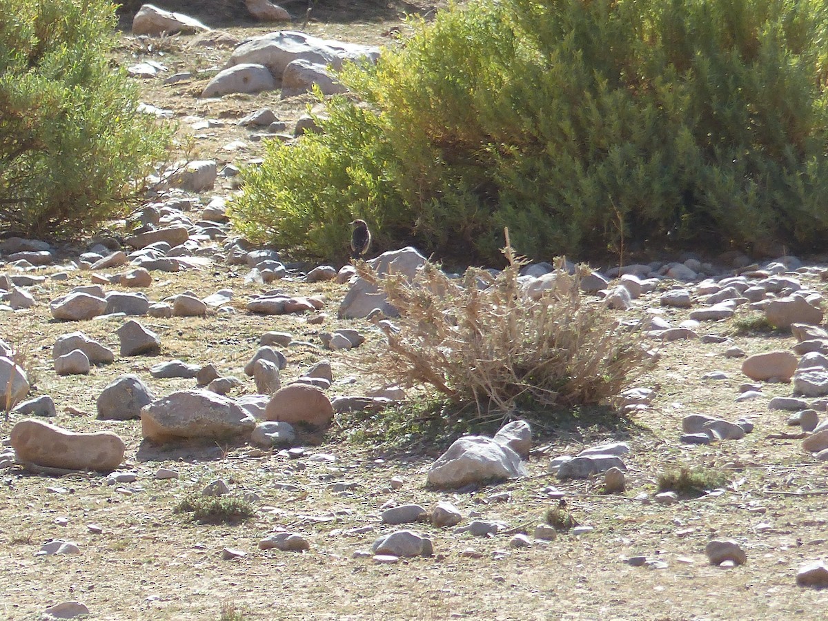 European Stonechat - ML645545164