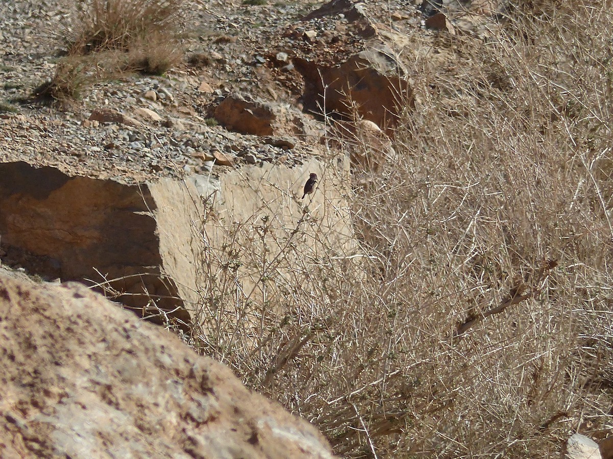 European Stonechat - ML645545165