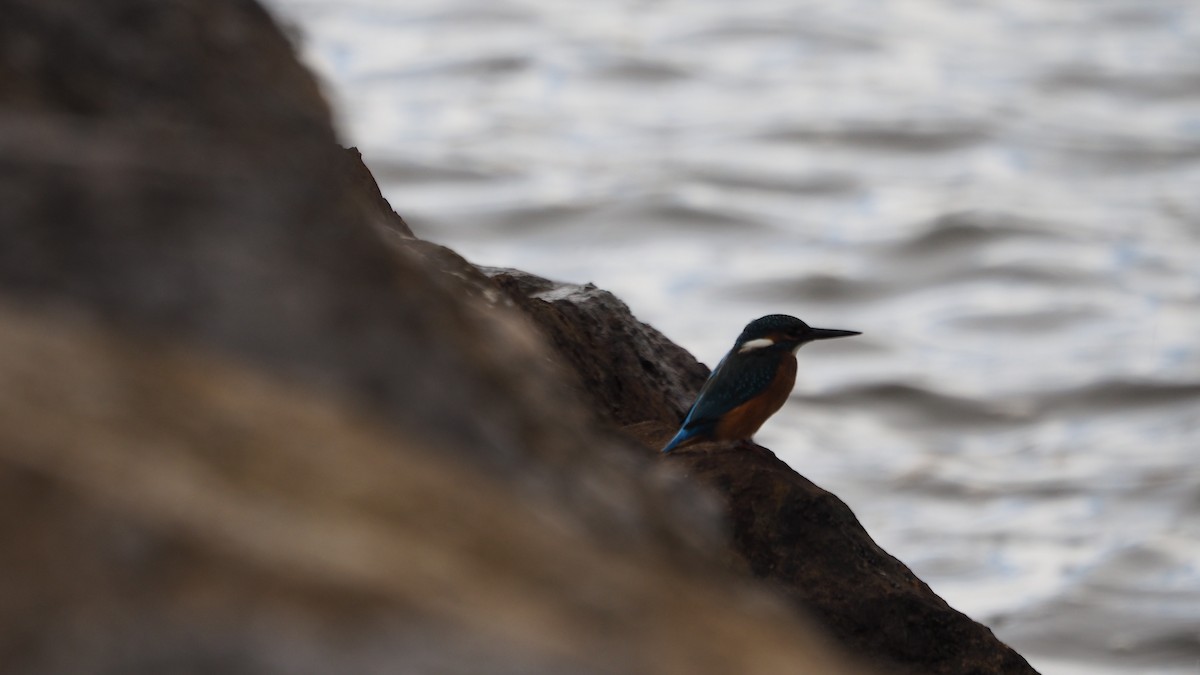 Common Kingfisher - ML645545166