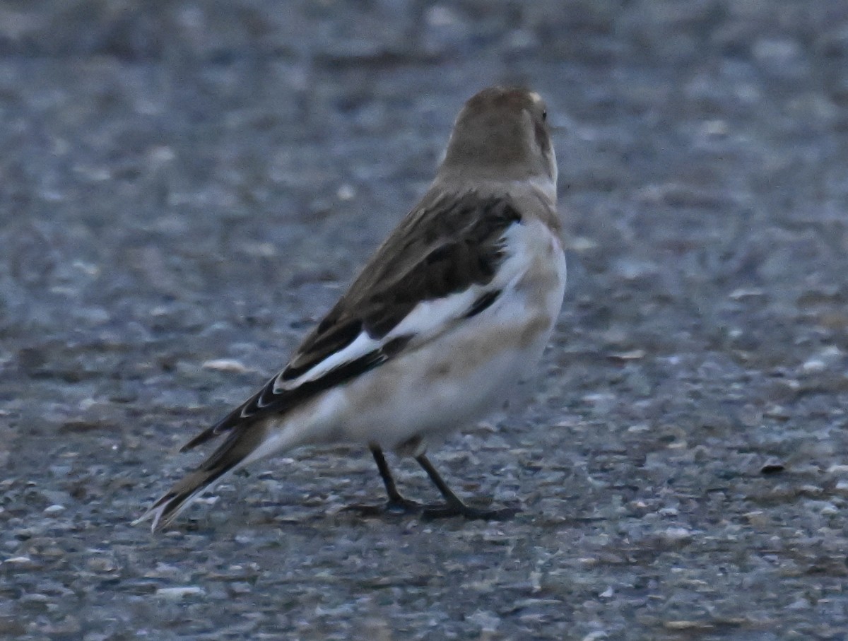 Snow Bunting - ML645545168