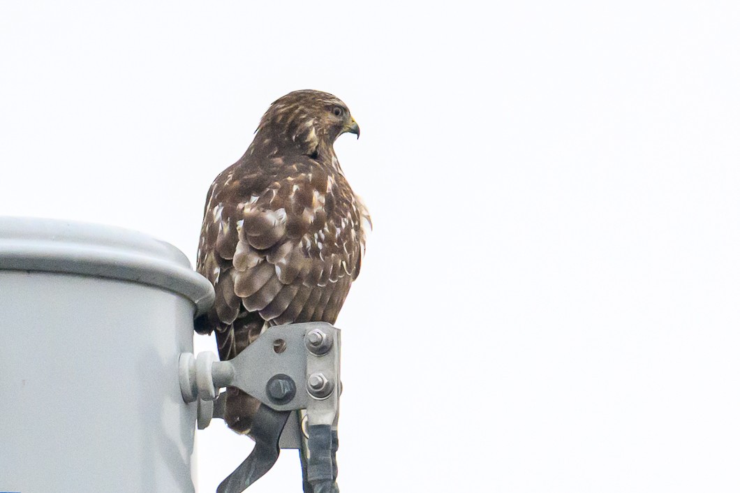 Red-shouldered Hawk - ML645545169