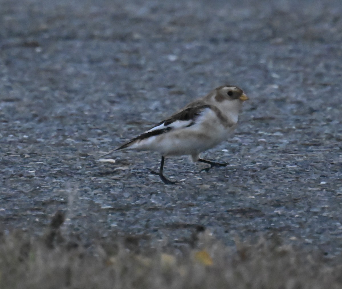 Snow Bunting - ML645545170