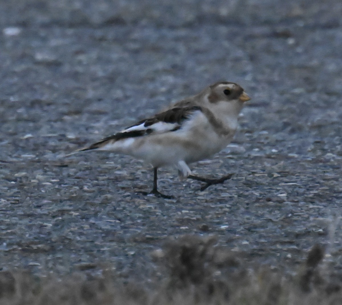 Snow Bunting - ML645545171
