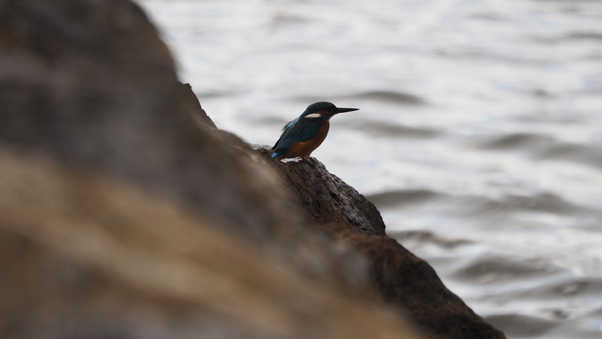 Common Kingfisher - ML645545174