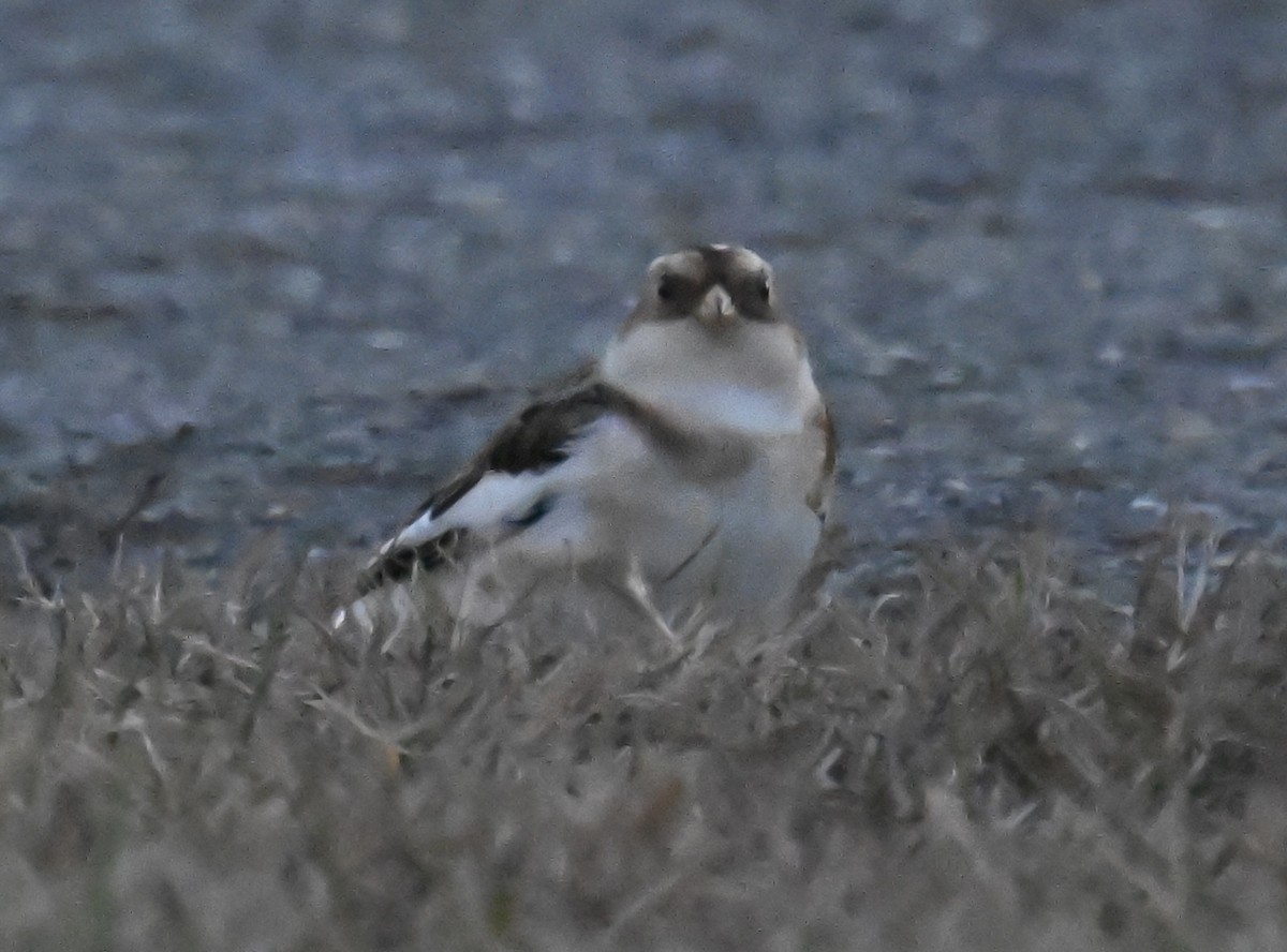Snow Bunting - ML645545175