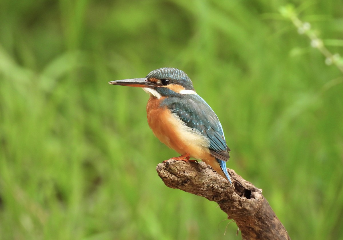 Common Kingfisher - ML645545178