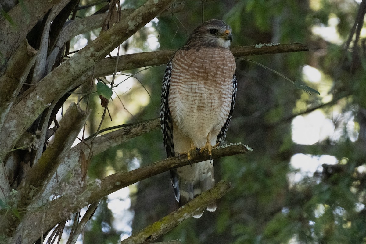 Red-shouldered Hawk - ML645545183