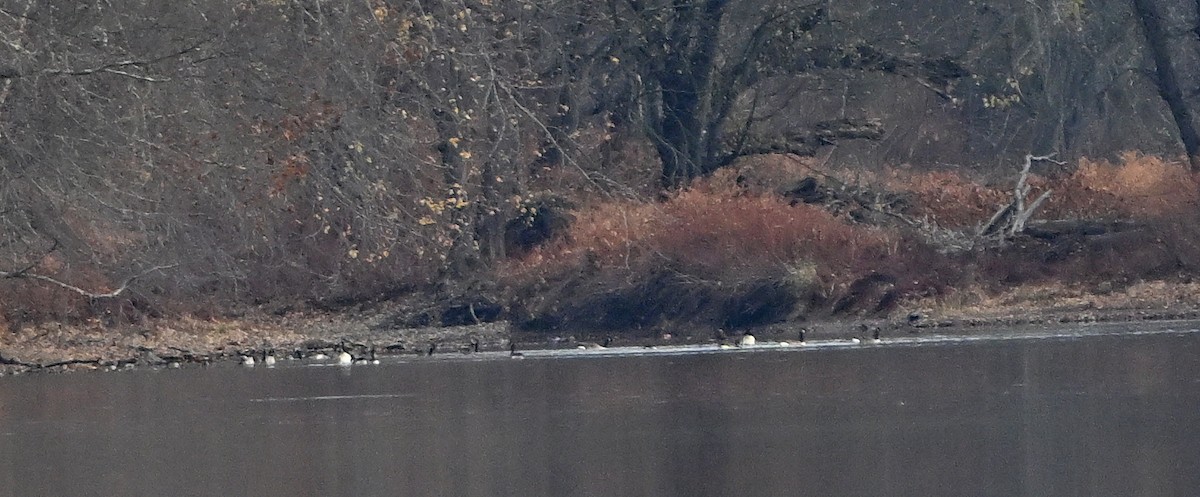 Canada Goose - ML645545185