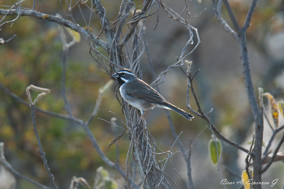 Black-throated Sparrow - ML645545190