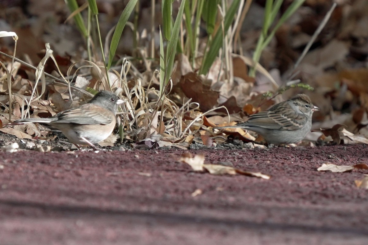 brunissespurv - ML645545192