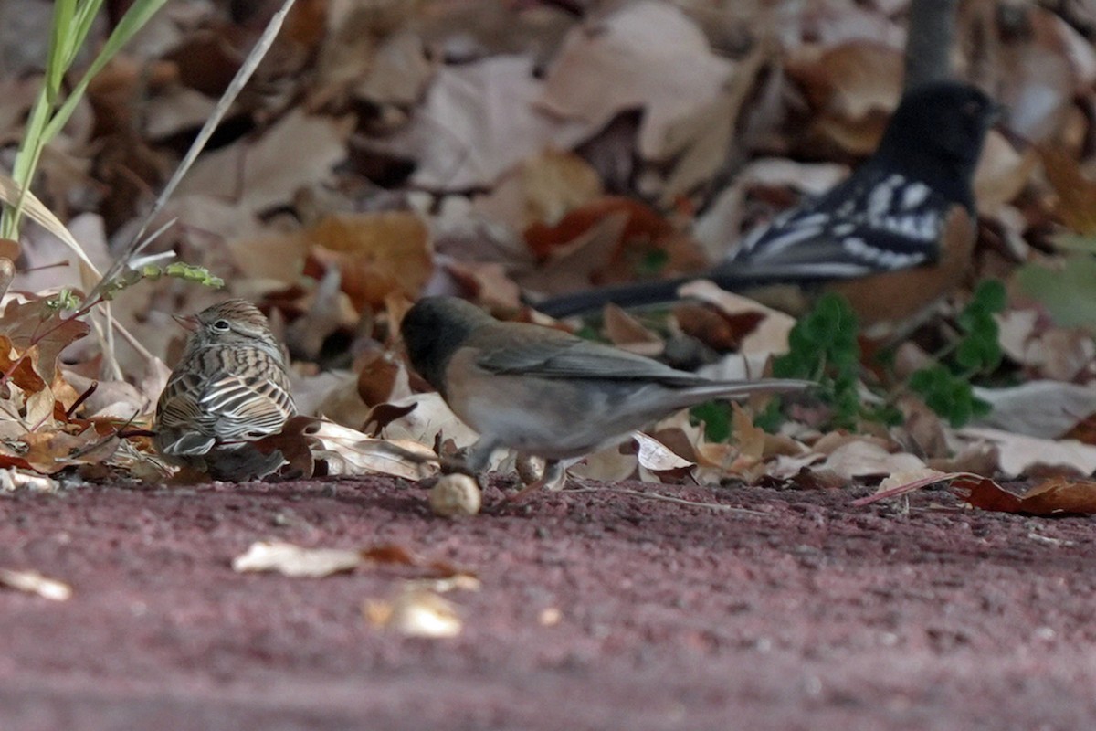 brunissespurv - ML645545193