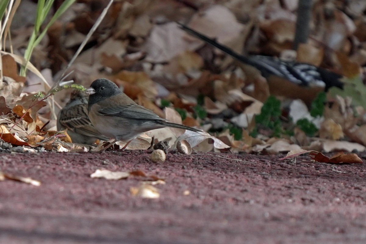 Dark-eyed Junco - ML645545197