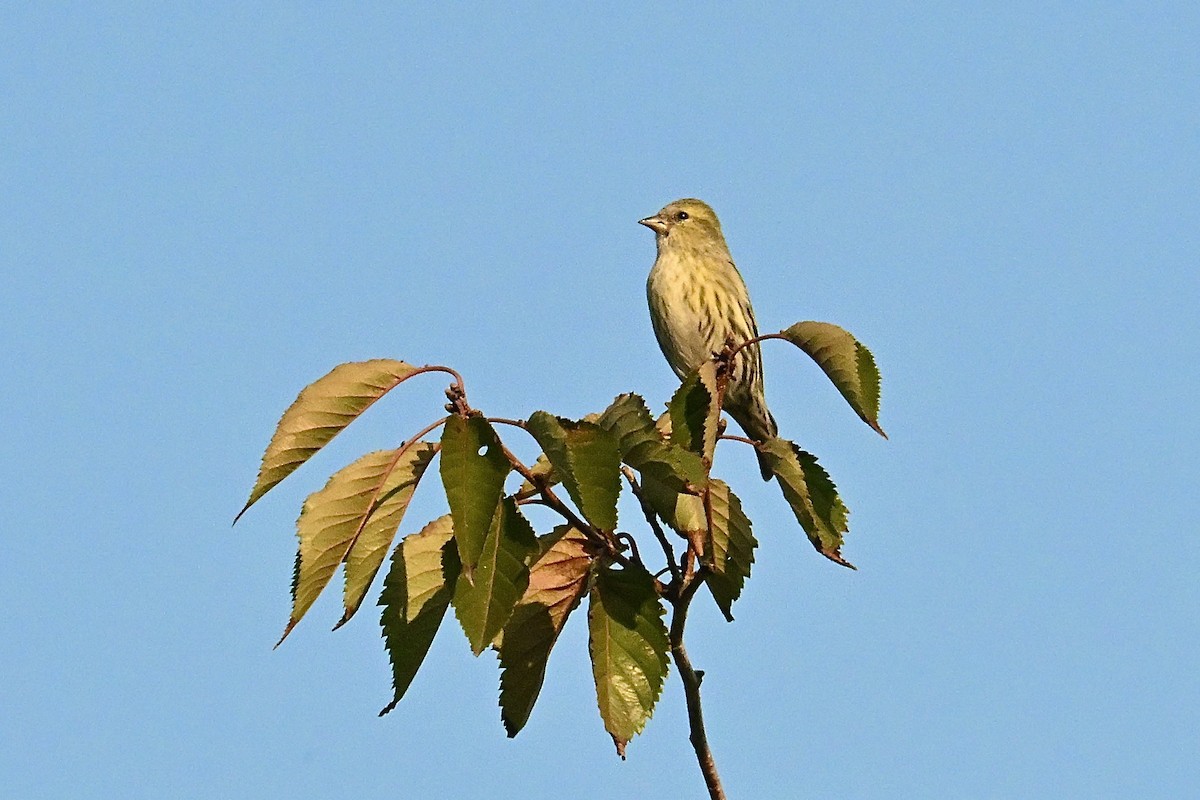 Eurasian Siskin - ML645545199