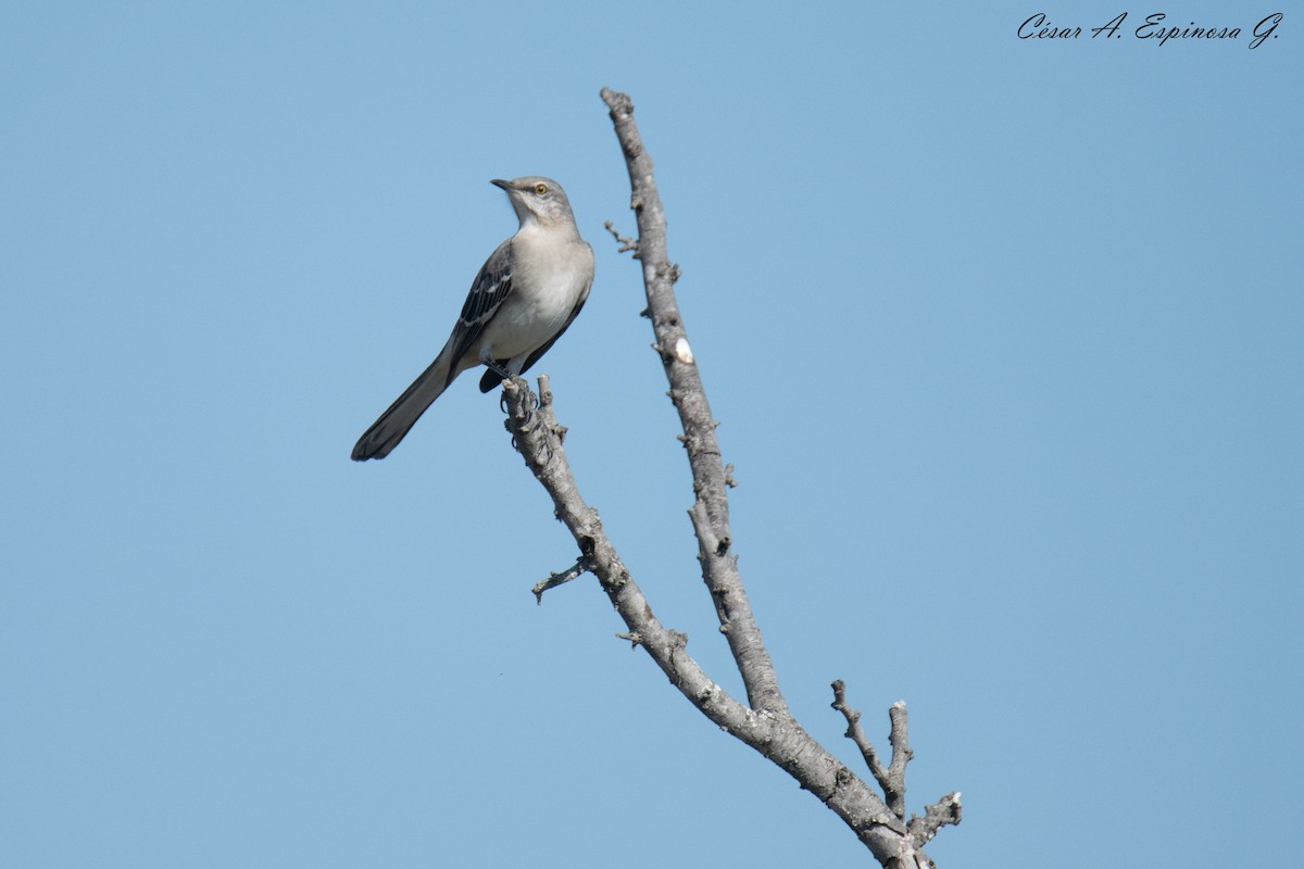 Northern Mockingbird - ML645545200