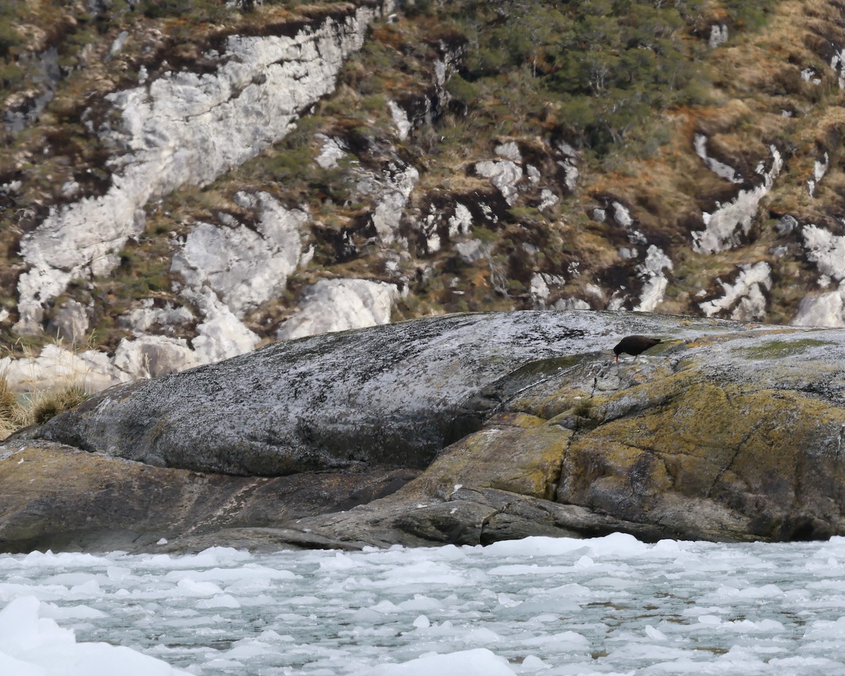 Blackish Oystercatcher - ML645545201