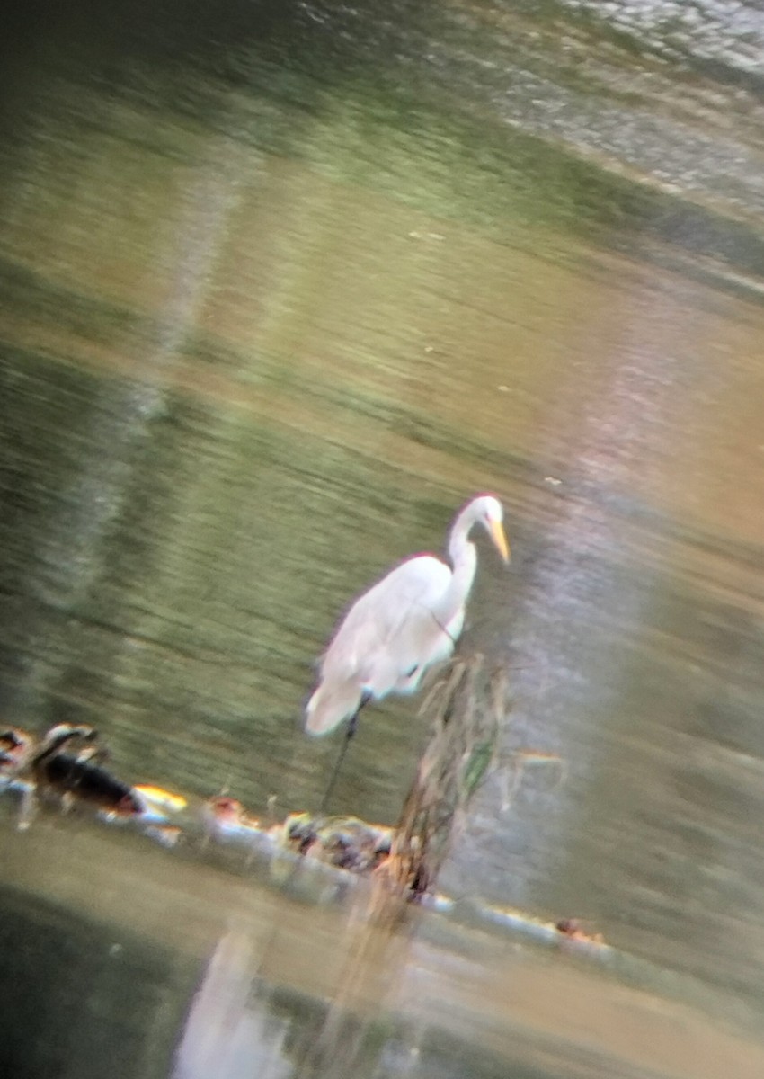 Great Egret - ML645545202