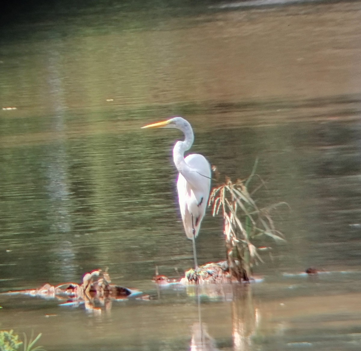Great Egret - ML645545204