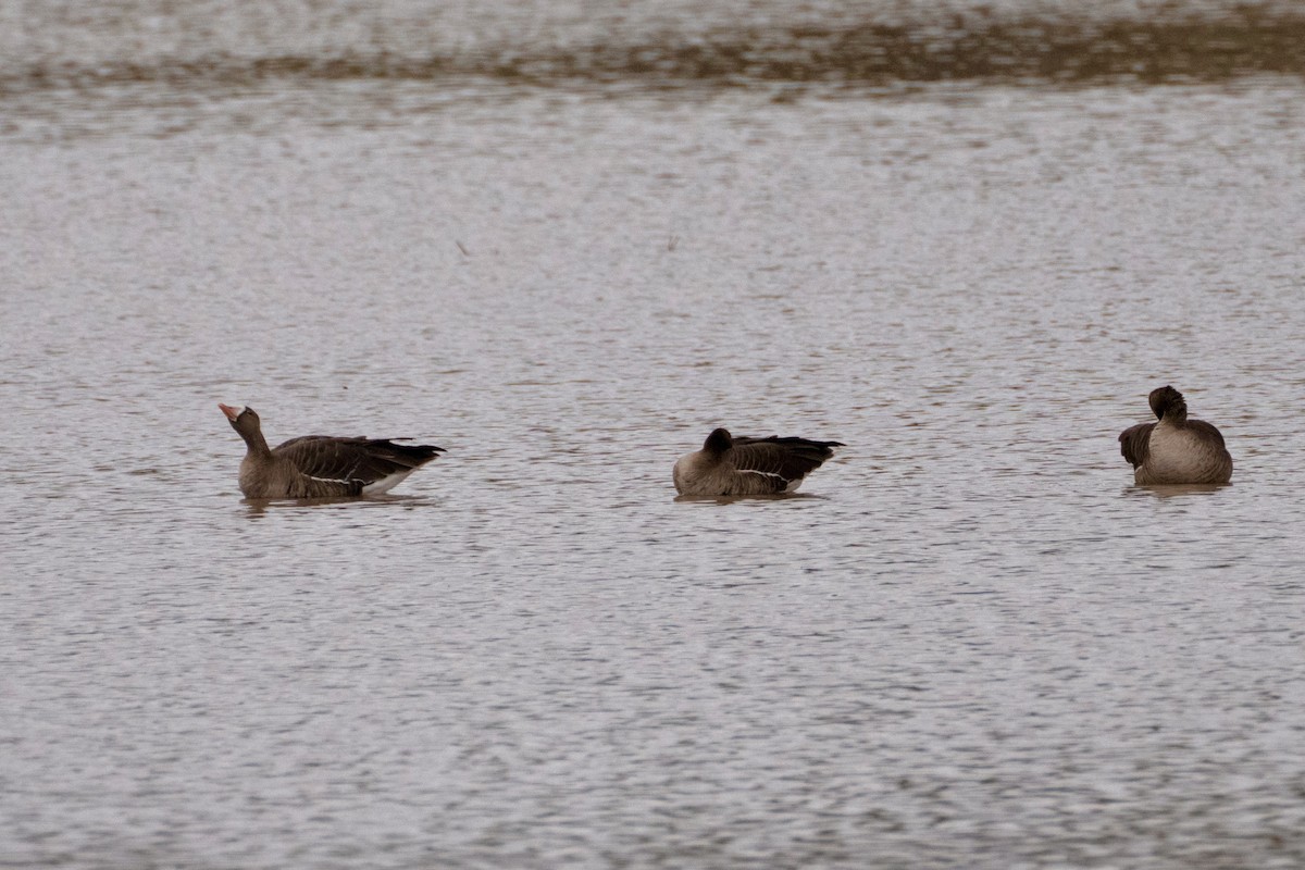 Greater White-fronted Goose - ML645545205