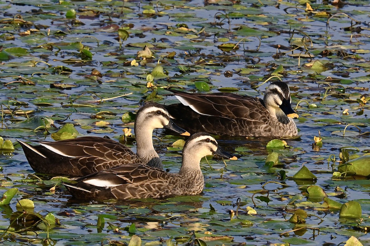 Eastern Spot-billed Duck - ML645545207