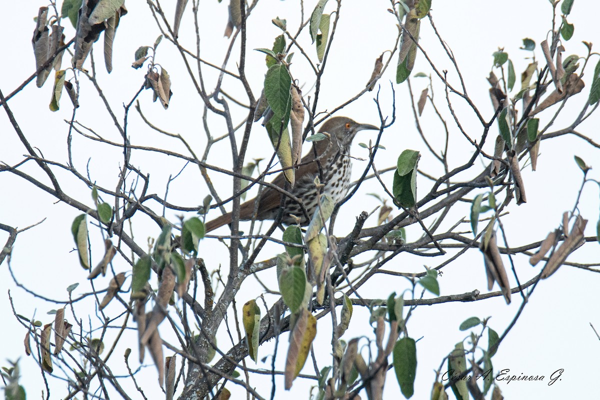 Long-billed Thrasher - ML645545209