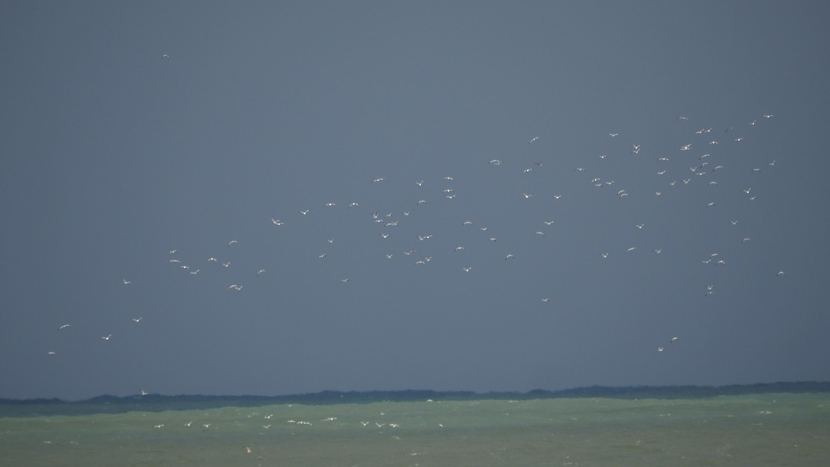 Black-headed/Mediterranean Gull - ML645545210