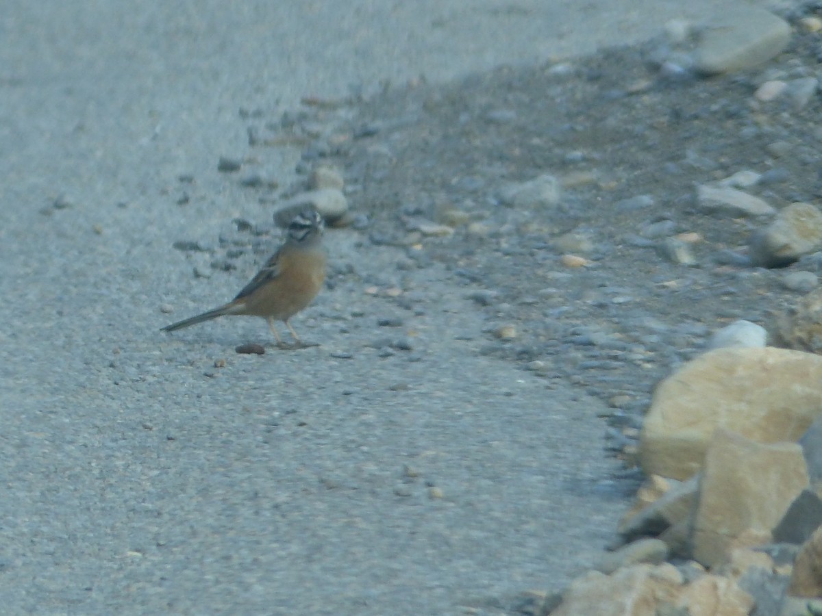 Rock Bunting - ML645545211