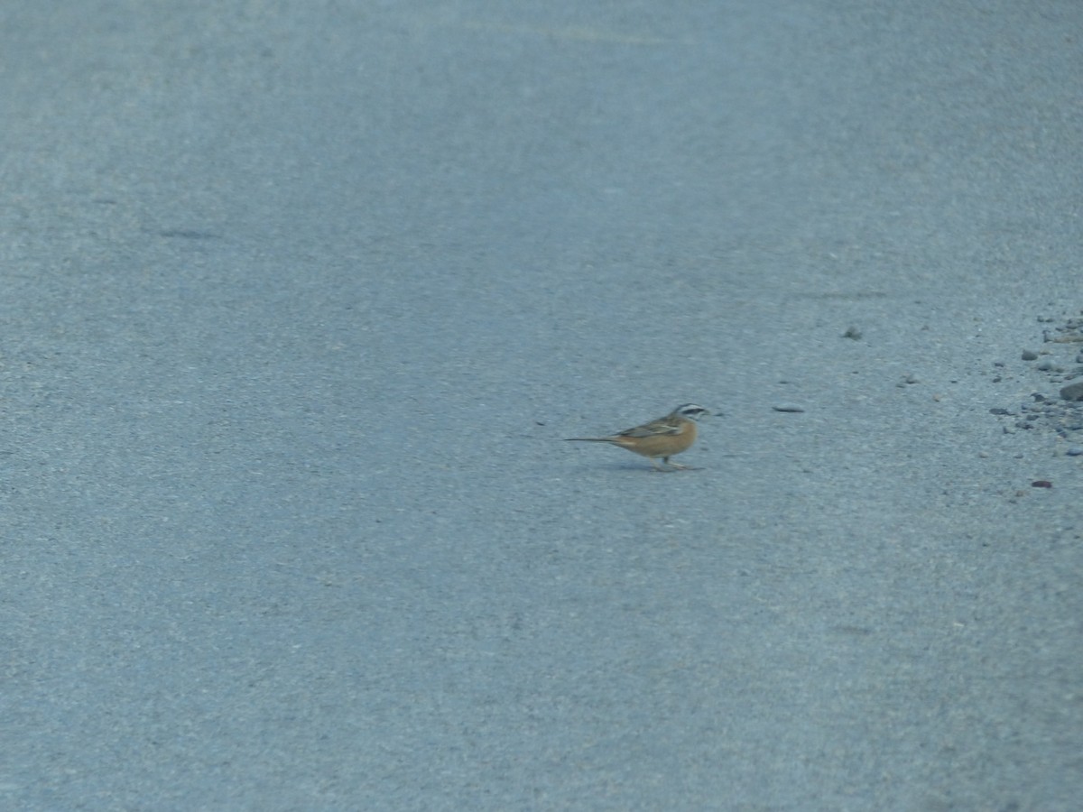 Rock Bunting - ML645545212