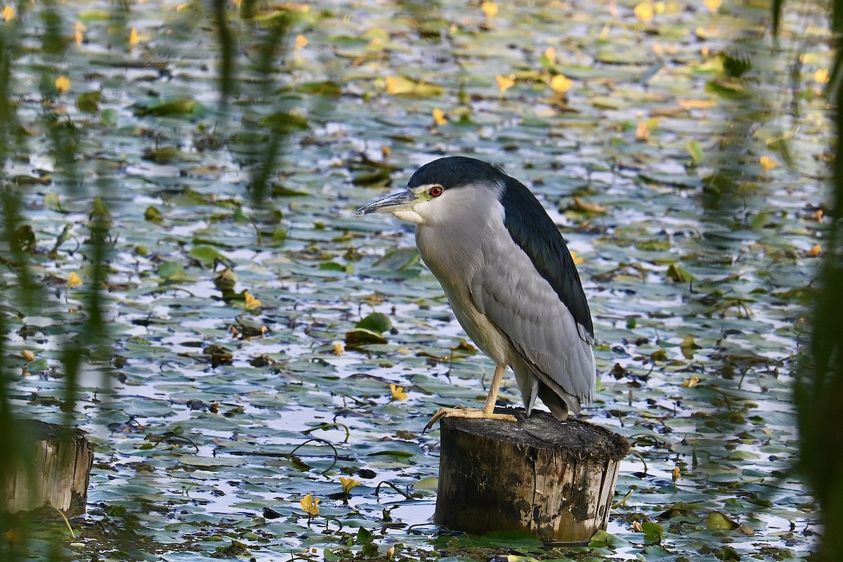Black-crowned Night Heron - ML645545213