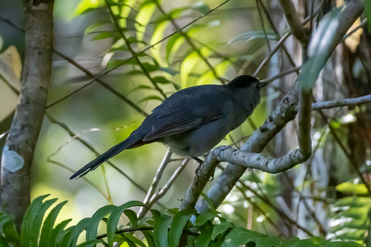 Gray Catbird - ML645545214
